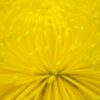 【解毒】『菊花』は延命長寿の花　解毒作用のある『グルタチオン』を体内で増やす効果
