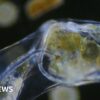 Video captures moment plastic enters food chain - BBC News