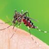 英企業が米国2州で数十億匹の遺伝子組み換え蚊の放出を決定 - Tanto Tempo