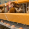 鳥インフルで卵価格2倍に、調達難で外食が悲鳴　感染規模過去最大に、供給正常化に最
