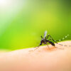 遺伝子操作による蚊の減少実験が失敗、さらに「不死身の蚊」が誕生？ - ナゾロジー