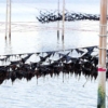 有明産海苔が歴史的な不漁 佐賀・福岡で半減 上級品は価格高騰 - 食品新聞 WEB版（食