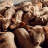 豚熱発生で2カ月にわたる豚の殺処分が進行中　壮絶な現場は大規模な工場畜産の代償か 