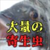《虫注意》東京湾で大繁殖する魚に大量の寄生虫が…（ルアマガ＋） - Yahoo!ニュース
