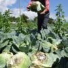 伊達の葉物野菜に打撃　収量大幅減へ　降水量４月最少、６月は平年の２倍超え最多：北