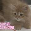 ペットの犬や猫にマイクロチップ装着義務化へ 概要が明らかに | NHKニュース